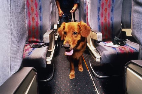 Flying With Pets, Psychiatric Service Dog, Emotional Support Dog, Support Dog, Emotional Support Animal, Alaska Airlines, Kid Friendly Travel Destinations, Service Dog, Dog Training Obedience