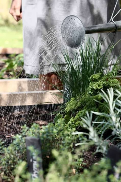 Vegetable Garden Photography, Watering Plants Aesthetic, Herb Garden Aesthetic, Swedish Farmhouse, Gardening Aesthetic, Farm Photos, Herb Farm, Herb Garden Design, Starting A Vegetable Garden