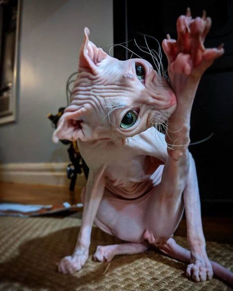 Hairless Cats Ugly, Hairless Munchkin Cat, Bald Cats Funny, Naked Cat Funny, Cat With No Hair, Hairless Cat Funny, Fat Hairless Cat, Dobby Cat, Naked Cat