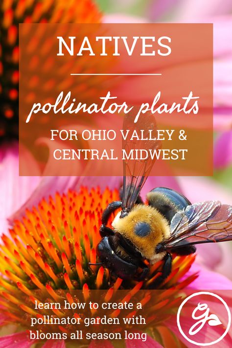 Pollinator Yard, Pollinator Garden Layout, Squash Flowers, Asclepias Incarnata, Fruit Bearing Trees, Wild Geranium, Wild Indigo, Swamp Milkweed, Butterfly Gardens