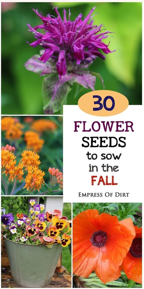 Reseeding Lawn, Fall Planting, Fall Gardening, Garden Spring, Spring Plants, Fall Garden, Fall Plants, Gardening Flowers, Flowers Wallpaper