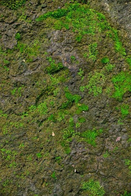 Green moss texture in nature green moss ... | Premium Photo #Freepik #photo #rock-background #natural-stone #ground-texture #moss Moss On Stone, Texture In Nature, Moss Texture, Road Texture, Stone Background, Rock Textures, Stone Ground, Nature Green, Home Decorating Ideas