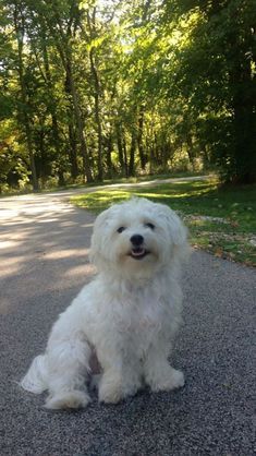 Dog Exercise, Dog Home, Maltese Puppy, Best Dog Breeds, Maltese Dogs, White Dog, Sweet Dogs, Bichon Frise, Little Dogs