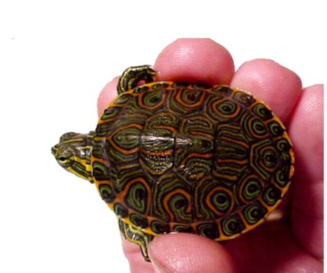 Baby Peacock Slider Turtle😍 Turtles For Sale, Slider Turtle, Russian Tortoise, Turtle Rock, Red Eared Slider, Pet Turtle, Turtle Tank, Tortoise Turtle, Turtle Love