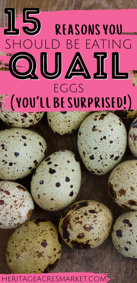 Quail Egg Benefits, Quail Run Ideas, Diy Quail Waterer, Qual Eggs Recipe, How To Keep Quail, Diy Quail Feed, Indoor Quail, Chickens Vs Quail, Deviled Quail Eggs