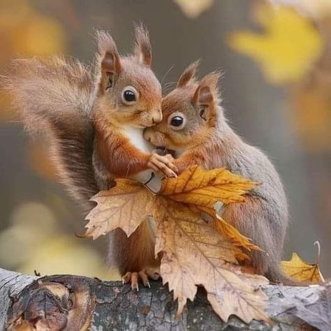 Two Squirrels, Autumn Squirrel, Squirrels, African Animals Photography, Squirrel Pictures, Cute Squirrel, Wild Creatures, Cute Cats And Dogs, Weird Animals