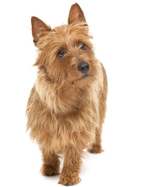 Australian Terrier - Dog Breed Guide Puppy Sketch, Every Dog Breed, Australian Terrier, Cairn Terriers, House Keeping, Silky Terrier, Yorkie Dogs, Awesome Animals, Jolie Photo