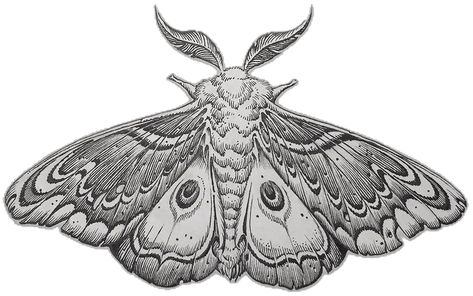 Fuzzy Moth Drawing, Cecropia Moth Tattoo, Cecropia Moth, Moth Drawing, Tattoo Reference, Moth Tattoo, Be Cool, Moth, Trunk