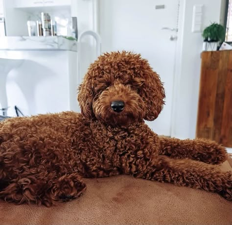 Mini Red Poodle Haircut, Red Moyen Poodle, Miniature Red Poodle, Red Mini Poodle, Toy Poodle Puppy Cut, Poodle Teddy Bear Cut, Red Toy Poodle, Teddy Bear Poodle, Poodle Haircut Styles