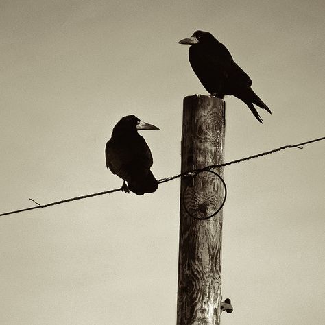 Like a Bird on a Wire by Dan Baillie Crows On A Wire, Bird On A Wire, The Birdcage, Birds On A Wire, Just Let It Go, Let It Go, Watercolor Bird, Crows, Ravens