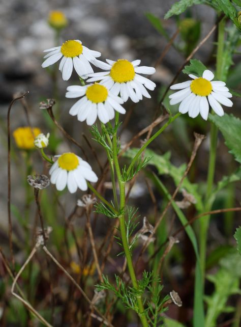 80 Incredibly Healthy & Healing Herbs You Can (Legally) Grow at Home | Pharmacy Technician Certification Healthy Herbs, Herbal Healing, Wild Edibles, Herbs For Health, Chamomile Flowers, Healing Herbs, Growing Herbs, Planting Herbs, Edible Garden