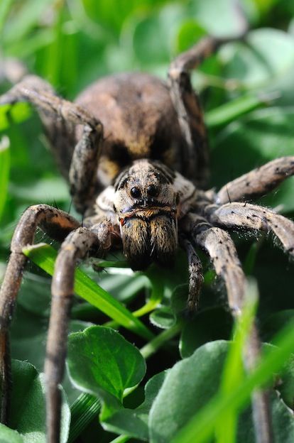 Amazing facts about wolf spiders Spider Facts, Creepy Insects, Beautiful Spiders, Spider Fact, Arachnids Spiders, Spider Bite, Spider Species, Foto Macro, Wolf Spider