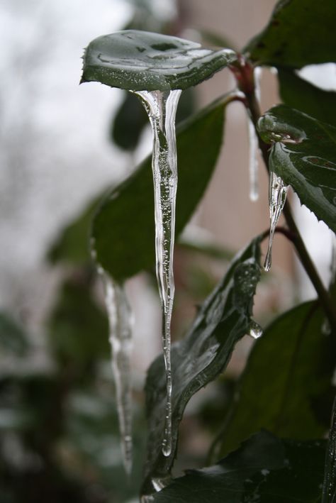 frozen rain drops Frozen Rain, Freezing Rain, Ice Storm, Rain Drops, Frozen, Herbs