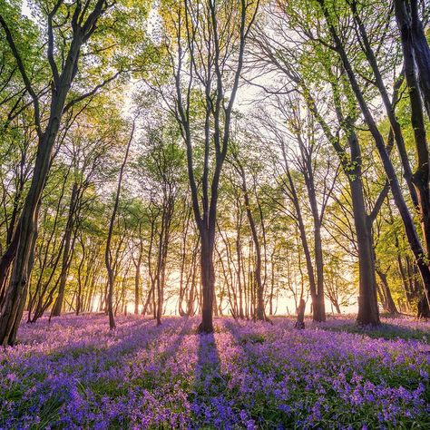 Forest Walks, Epping Forest, Hampstead Heath, Richmond Park, Forest Path, Beautiful Forest, Take A Walk, Enjoy Nature, British Vogue