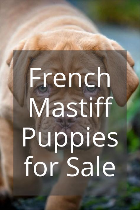 Want to get your paws on a French Mastiff puppy but need more information? Find out everything you need right here about how you can take one home today! #frenchmastiff #frenchmastiffpuppy #frenchmastiffpuppies #frenchmastiffpuppiesforsale French Mastiff Puppies, Mastiff Puppies For Sale, French Mastiff, Mastiff Puppies, Mastiff Dogs, English Mastiff, Types Of Dogs, Guard Dogs, Family Dogs