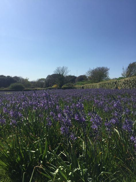 Lilac Aesthetic Flower, Lilac Field, Lilac Aesthetic, Big Energy, Aesthetic Flower, Flowers Aesthetic, Lilac Flowers, Senior Pics, Purple Lilac