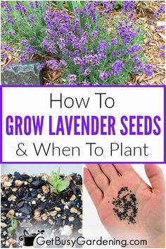 Planting Lavender Seeds, When To Plant Lavender, Growing Lavender From Seed, Lavender From Seed, Plant Lavender, Grow Lavender, Seed Starting Soil, Lavender Plants, Bee Stuff