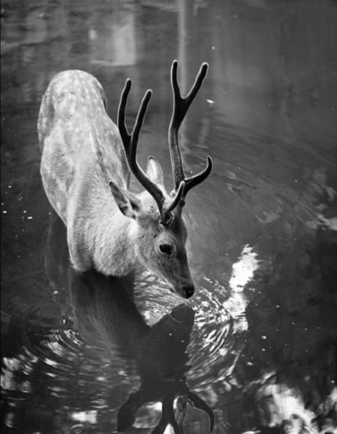 Sicut Cervus desiderat ad fontes aquarum Oh Deer, A Deer, Arte Animal, Animal Planet, Dragon Age, Wild Life, Beautiful Animals, Nature Animals, Wild Animals