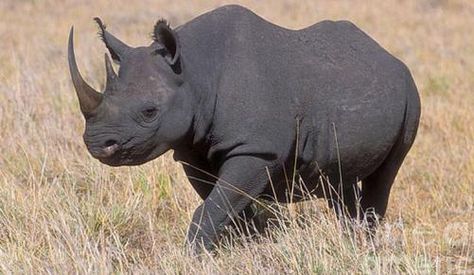 Cites against legalising rhino horn trade | IOL Western Black Rhinoceros, Rhino Facts, Rhino Species, Black Rhinoceros, Black Rhino, King Cobra, Masai Mara, Platypus, Endangered Animals