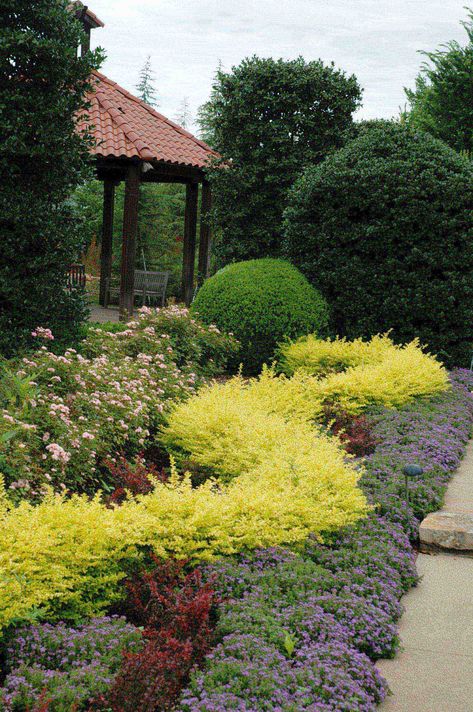 Ligustrum Sunshine. Sunshine Ligustrum, Front Landscaping, Garden Shrubs, House Landscape, Chelsea Flower Show, Large Plants, Landscaping Plants, Yard Landscaping, Front Yard Landscaping