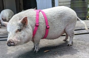 Diy Pig Harness, Pig Harness, Cute Piglets, Pet Pigs, Peppa Pig, Baby Animals, Comfort Fit, Cute Animals