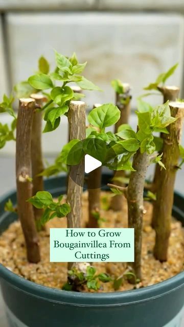 Gardener_Community on Instagram: "How to Grow Bougainvillea From Cuttings 📽️: @shafikulgarden   #bougainvillea #flowers #greece #nature #bougainvilleas #garden #flower #plants #flowersofinstagram #gardening #love #bougenville #buganvilla #photography #pink #bugambilia #flowerstagram #bougainville #bougainvillier #naturephotography #travel #primavera #summer #bonsai #flowerpower #bungakertas #landscape #begonvil #bougainvillealovers #flowerphotography" Bougainvillea Pot Ideas, Bougainvillea Trellis Ideas, Bougainvillea Landscaping Ideas, Bouganvilla Care How To Grow, Bugambilia Garden Ideas, How To Propagate Bouganvilla, Bouganvilla Landscaping, Bougainvillea Propagation, How To Propagate Bougainvillea