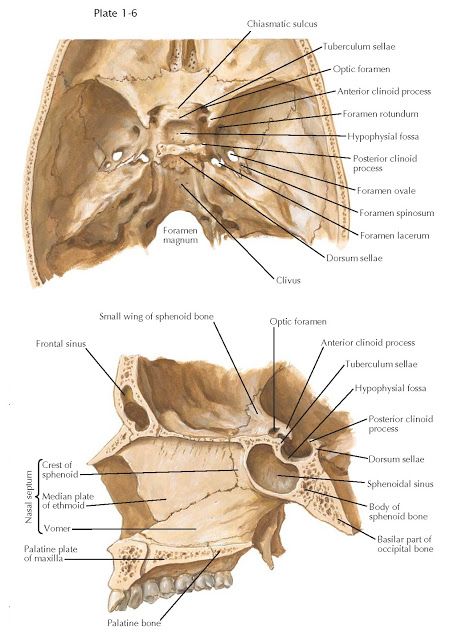 Sella Turcica, Science Anatomy, Medical Anatomy, Endocrine System, Human Anatomy, Respiratory, Anatomy, Medical, Science