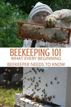 Apiary Design, How To Start Beekeeping, Honey Bees Keeping, Funny Vine, Bee Hive Plans, Backyard Bee, Beekeeping For Beginners, Raising Bees, Backyard Garden Diy