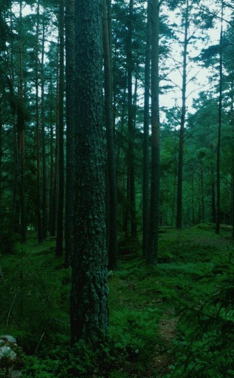 Aesthetic dark twilight forest in Sweden Forest Grunge, Sweden Aesthetic, Twilight Forest, European Aesthetic, Dark Green Aesthetic, Green Things, Rainy Night, Forest Wallpaper, Forest Floor