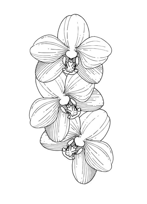 Snake Orchid Tattoo, Orchid Stamp Tattoo, Orchid Line Drawing, Orchid Tattoo Minimalist, Orchid Stencil, Citrus Tattoo, Orchid Sketch, Orchid Drawing, Chinese Ornament