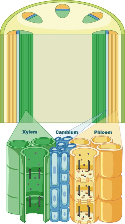 Photosynthesis Activities, Biology Plants, Plants Vector, Plants Illustration, Biology Classroom, Plant Study, Powerpoint Tutorial, Biology Labs, Biology Art