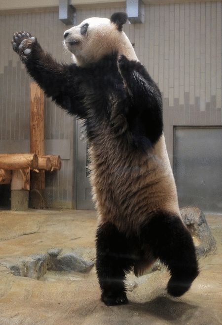 Panda Standing, Ueno Zoo, Dancing Animals, Panda Bears, Animal Tracks, Panda Love, Bear Pictures, Giant Panda, Happy Dance