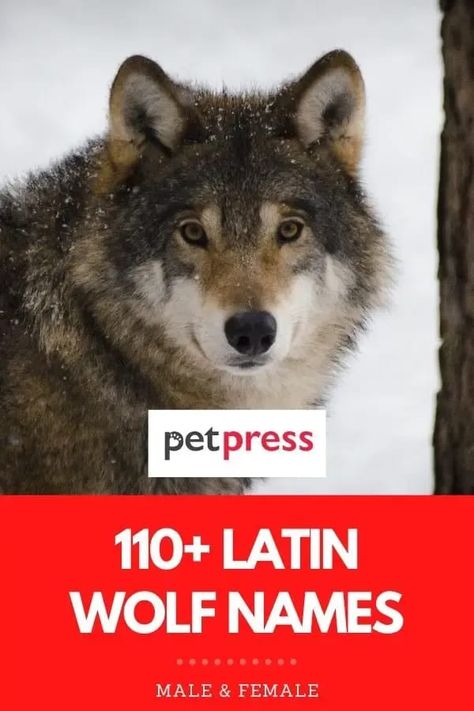 We’ve got you covered whether you’re looking for a traditional Latin name or something more modern. So why not check out these great Latin names for wolves? Latin Pet Names, Wolf Names, Japanese Wolf, Latin Names, Pet Wolf, Alpha Dog, Exotic Animals, Female Names, Unique Names