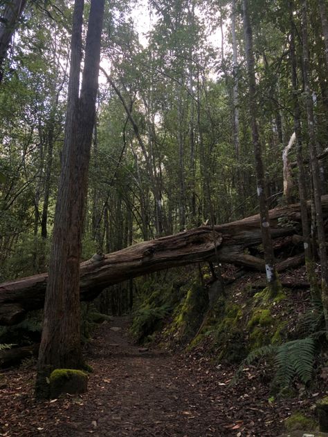 Tasmanian bush, bushwalk, australian forest, tasmania, green aesthetic, outside, nature aesthetic, hippie lifestyle, Australian Bush Aesthetic, Green Aesthetic Outside, Tasmania Forest, Bushes Aesthetic, Tasmania Aesthetic, Bush Aesthetic, Forest Lifestyle, Australian Forest, Australia Forest