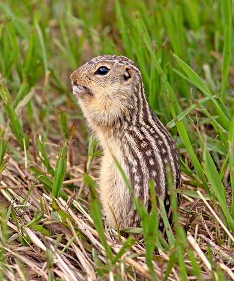 Thirteen-lined Ground Squirrel. Also known as the Striped Gopher, Leopard Ground , #Sponsored, #Squirrel, #Striped, #Ground, #Thirteen, #lined #ad Michigan Wildlife, Giant Squirrel, Small Mammals, Year Wallpaper, Canadian Prairies, Ground Squirrel, New Year Wallpaper, Animals Friendship, Photo Composition