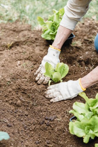 Self Sufficient Backyard, Olive Garden Inspired Recipes, Longwood Garden, Veggie Patch, Organic Vegetable Garden, Self Sufficient, Healthy Garden, Planting Vegetables, Organic Vegetables