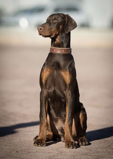 Doberman Dogs Natural Ears, Doberman Mixed Breed, Black Doberman Puppy, Brown Doberman, Doberman Pinscher Blue, Blue Doberman, Black Doberman, Doberman Pinscher Puppy, Doberman Pinscher Dog