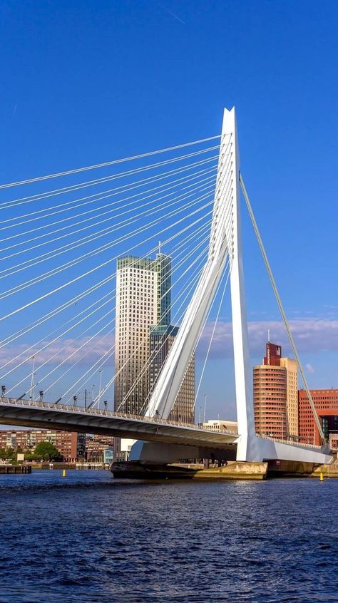 Erasmus Bridge, Rotterdam, Holanda. Erasmus Bridge, Amazing Bridges, Rotterdam Netherlands, Global World, 13 Reasons Why, Netherlands Travel, Bridge Design, Europe Vacation, 13 Reasons