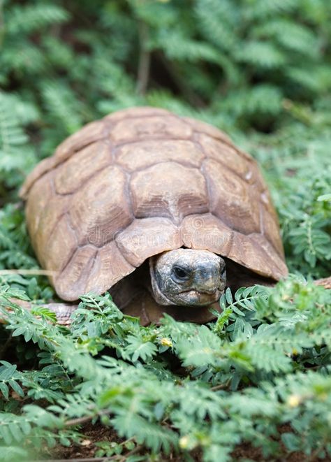 Desert tortoise stock photos Desert Turtle, Kalahari Desert, Desert Tortoise, After Rain, Tortoise, Camouflage, Stock Images, Stock Photos