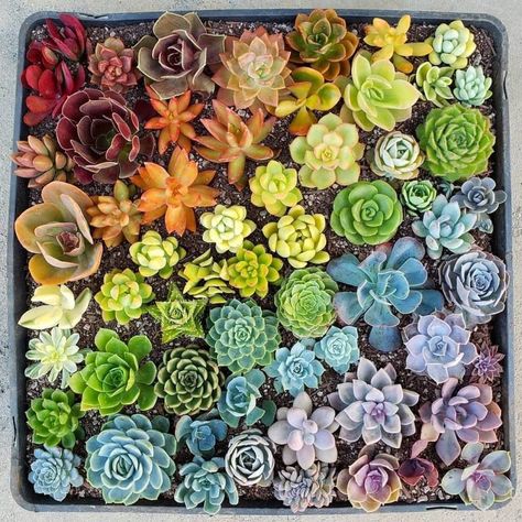 Multiplier Des Plantes Grasses, Succulent Landscape Design, Garden Wedding Favors, نباتات منزلية, Succulent Seeds, Succulent Landscaping, Succulent Cuttings, Propagating Succulents, Colorful Succulents