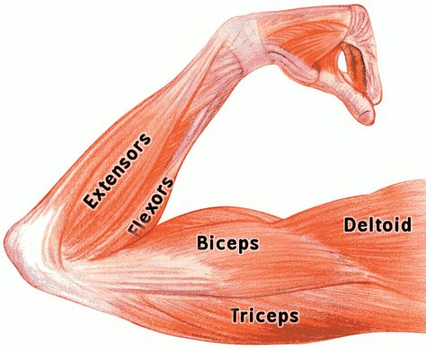 arm muscles labeled Muscles In Arm Anatomy, Arm Anatomy Labeled, Muscles Of The Arm Anatomy, Muscle Arm Anatomy, Arms Muscles Anatomy, Arm Muscles Anatomy, Muscles Labeled, Upper Limb Muscles, Muscles Of The Arm