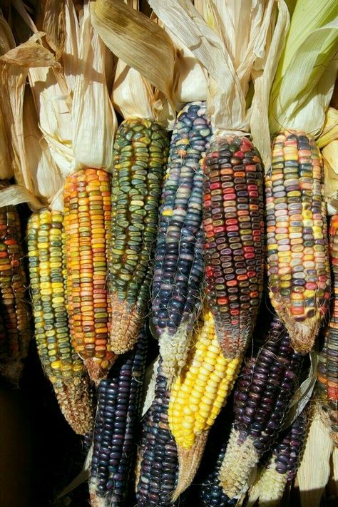 Corn Images, Rainbow Corn, Indian Corn, Harvest Time, Fabulous Fall, Happy Fall Y'all, Autumn Beauty, Maize, Fruit And Veg