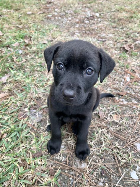 Black Retriever, Small Black Dog, Black Puppy, Super Cute Puppies, Black Lab Puppies, Puppies And Kitties, Cute Little Puppies, Lab Puppies, Kittens And Puppies