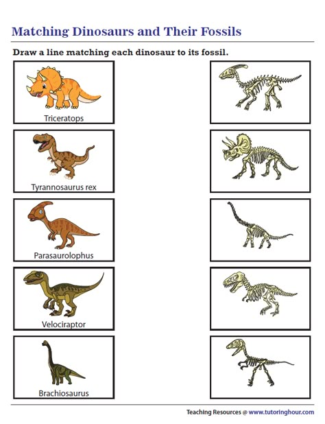 Matching Dinosaurs and Their Fossils Dinosaur Fossil Matching, Types Of Dinosaurs Preschool, Dinosaur Activity For Kids, Dinosaur Daycare Activities, Dinosaur Educational Activities, Outdoor Preschool Environments, Dinosaur Science Preschool, Dinosaurs Activities Preschool, Fossil Worksheet