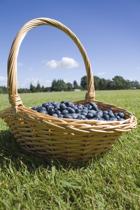 Blueberries in a basket    http://www.theblueberrystore.com/ Homestead Living, Food Fruit, Fruit Drinks, Gta 5, Blueberries, Decorative Wicker Basket, Little Gifts, Baskets, Fruit