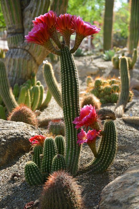 Kaktus Dan Sukulen, Cactus Water, Blooming Cactus, Desert Landscapes, Desert Botanical Garden, Desert Flowers, Succulent Gardening, Desert Garden, Cactus Flowers