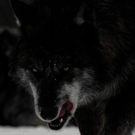 Wolf Dark Aesthetic, Wolf Aesthetic Dark, Wolf Icon Aesthetic, Wolf Boy Oc, Shifter Aesthetic, Black Wolf Aesthetic, Aggressive Wolf, Hybrid Aesthetic, Wolf Core