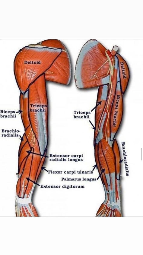 Muscle Names, Human Body Diagram, Muscle Diagram, Arm Anatomy, Anatomical Art, Arm Muscle, Body Diagram, Muscular System, Muscle Anatomy