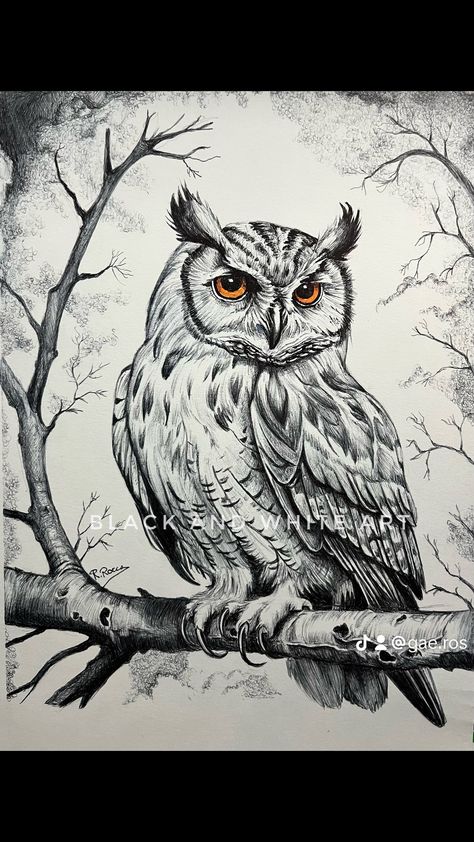 Owl Feet Drawing, How To Draw An Owl Step By Step, Owl In Tree Drawing, Wildlife Pencil Drawings, Owl Drawing Sketches, Owl Artwork Illustrations, Owl Pencil Drawing, Realistic Animal Drawings, Bird Watercolor Art