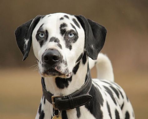 Dalmatian Mix, Dalmatian Puppy, Dalmatian Dog, Pointer Dog, Dalmatian Dogs, Blue Eyed, Weiner Dog, Dog Id, Golden Retrievers